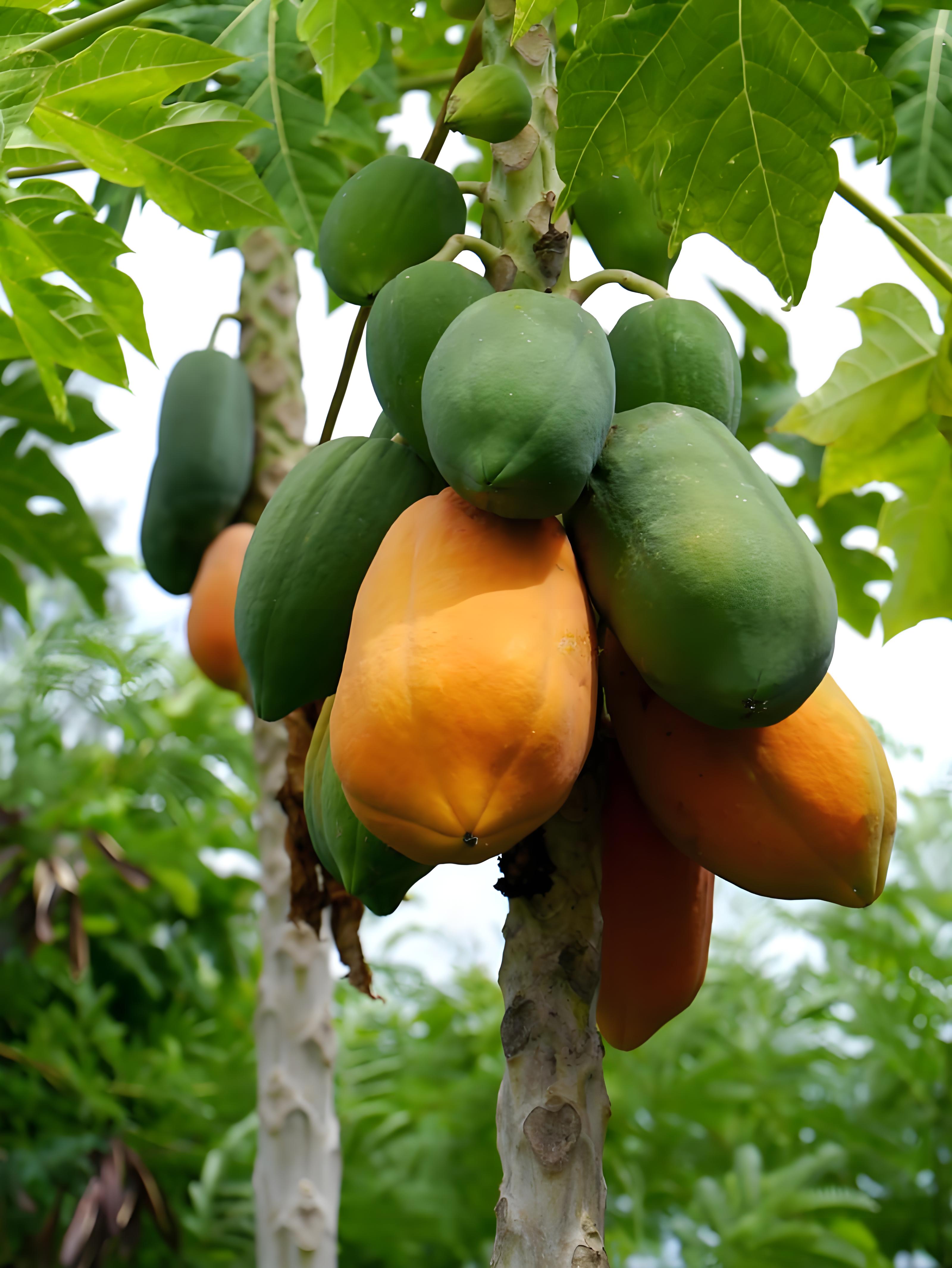 ផ្លែល្ហុង