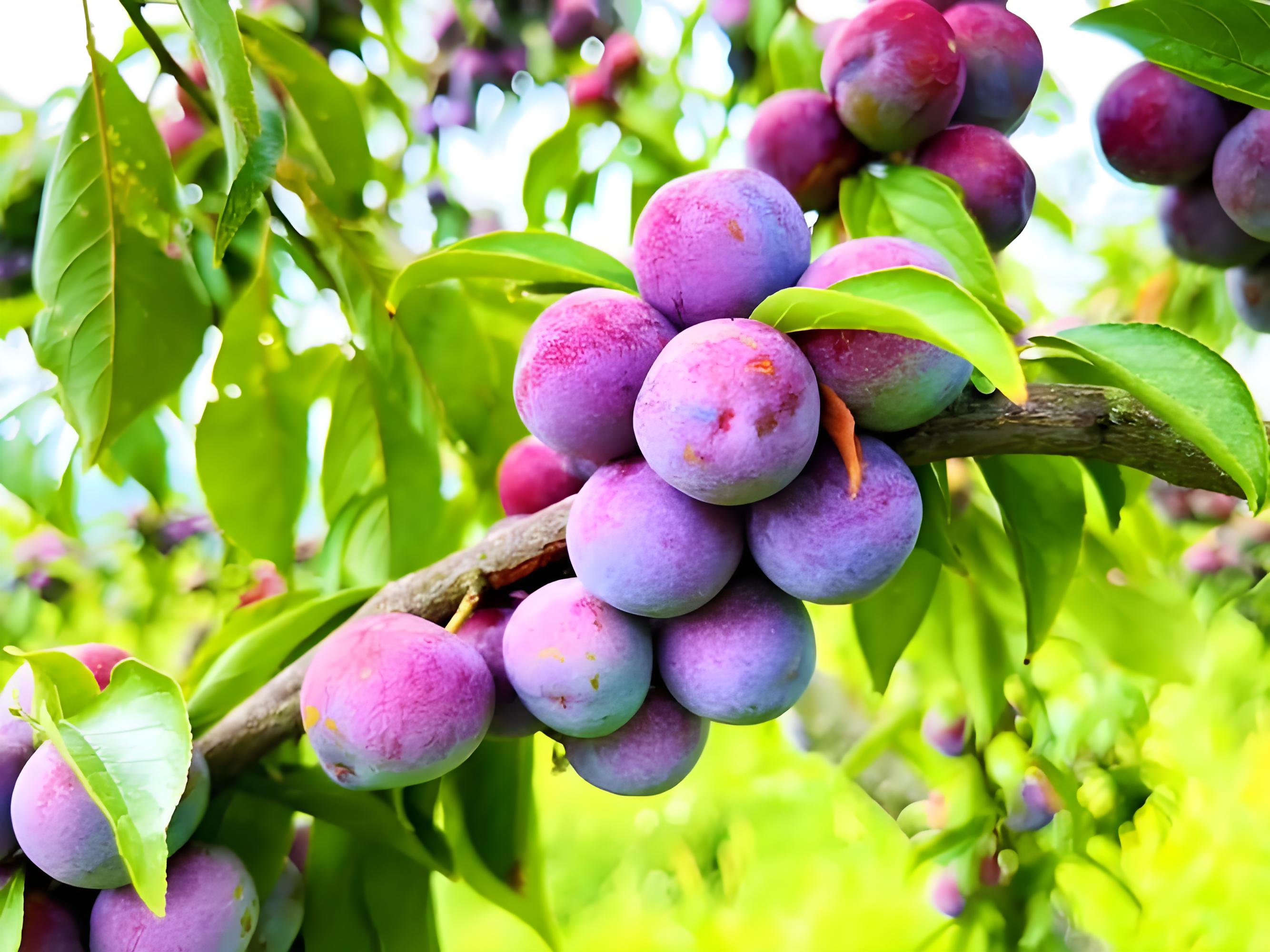 ផ្លែព្រូន